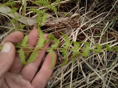 Thelypteris palustris