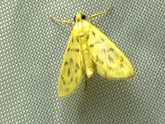 Patania balteata