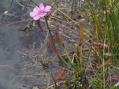Drosera capensis