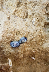 Siphonaria pectinata