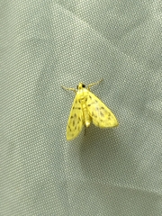 Patania balteata