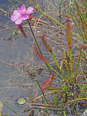 Drosera capensis
