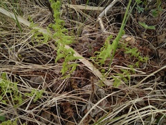 Thelypteris palustris