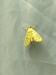 Patania balteata