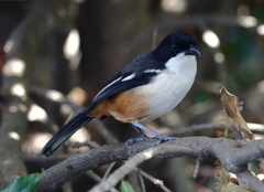 Laniarius ferrugineus