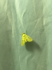 Patania balteata