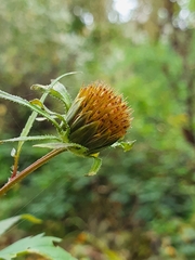 Bidens aurea