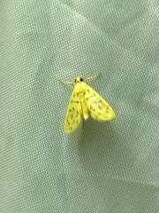 Patania balteata