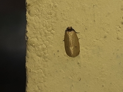 Scirpophaga incertulas