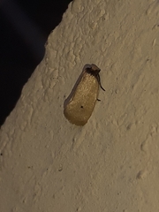 Scirpophaga incertulas