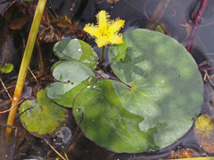 Nymphoides thunbergiana
