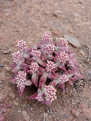 Crassula deltoidea