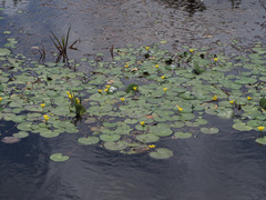 Nymphoides thunbergiana