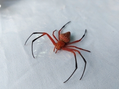 Eriophora nephiloides
