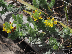 Aspalathus aspalathoides