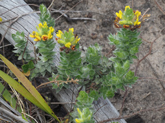 Aspalathus aspalathoides