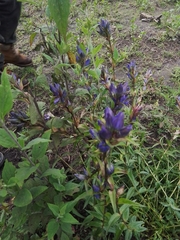 Gentiana spathacea