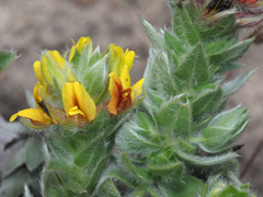 Aspalathus aspalathoides