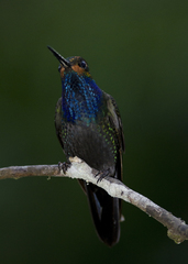 Urochroa bougueri