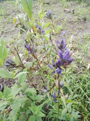 Gentiana spathacea