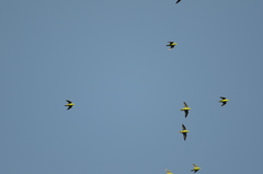 Bolborhynchus lineola