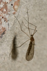 Trichocera annulata