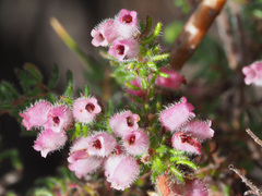Erica parviflora