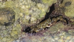 Pachygrapsus marmoratus