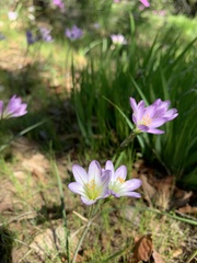 Nothoscordum bivalve