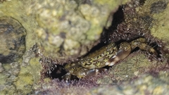 Pachygrapsus marmoratus