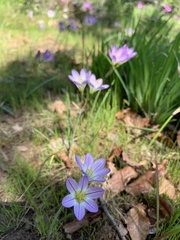 Nothoscordum bivalve