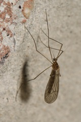 Trichocera annulata