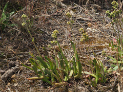 Crassula nudicaulis