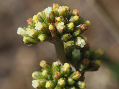Crassula nudicaulis