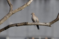Streptopelia decaocto