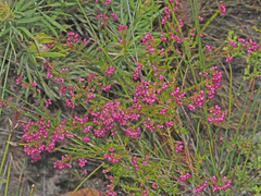 Erica multumbellifera