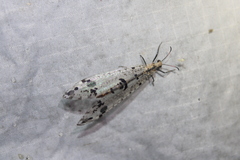 Dendroleon obsoletus