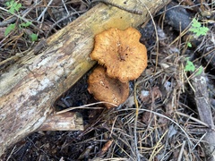 Gymnopilus