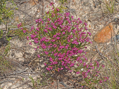 Erica multumbellifera