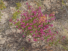 Erica multumbellifera