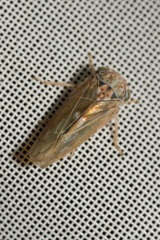 Idiocerus stigmaticalis
