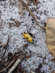 Gasteracantha quadrispinosa