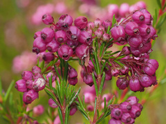 Erica multumbellifera
