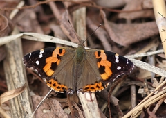 Vanessa indica