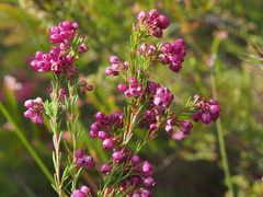 Erica multumbellifera