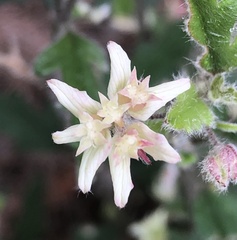 Xanthosia pilosa