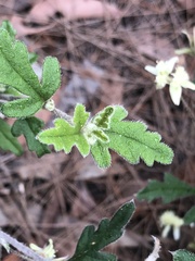 Xanthosia pilosa