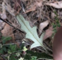 Xanthosia pilosa