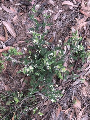 Xanthosia pilosa