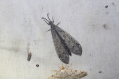Brachynemurus nebulosus